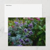 Dublin Blooms Postkarte (Vorne/Hinten)