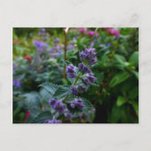 Dublin Blooms Postkarte (Vorderseite)