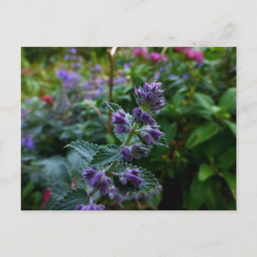 Dublin Blooms Postkarte (Vorderseite)