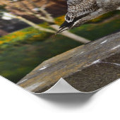 Dublin Ireland Bird on Bridge Poster (Ecke)