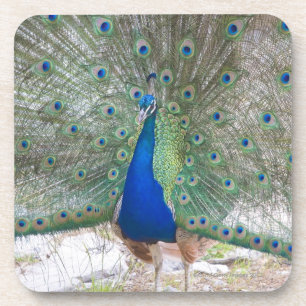 Dubrovnik, Kroatien, Lokrum Insel, bunt Getränkeuntersetzer