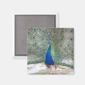 Dubrovnik, Kroatien, Lokrum Island, farbenfroh Magnet (Vorderseite/Rückseite)