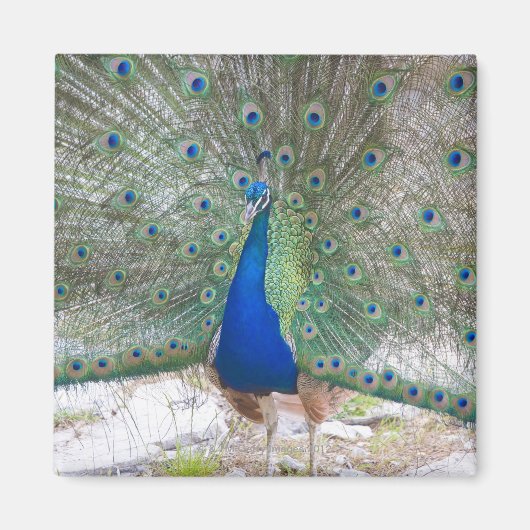 Dubrovnik, Kroatien, Lokrum Island, farbenfroh Magnet (Vorne)