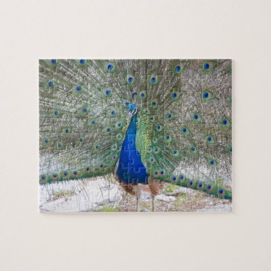 Dubrovnik, Kroatien, Lokrum Island, farbenfroh Puzzle (Horizontal)