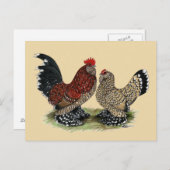 D'Uccle Bantams: Mille Fleur Postkarte (Vorne/Hinten)