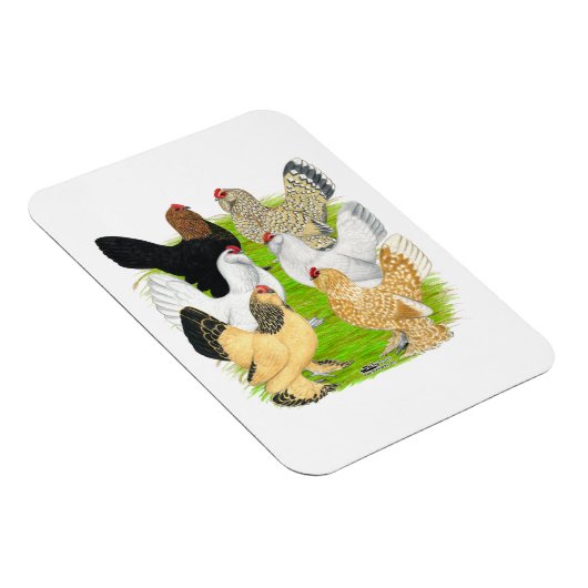 D'Uccles 6 Hens Magnet (Rechte Seite)