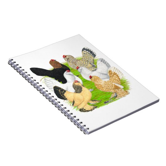 D'Uccles 6 Hens Notizblock (Rechte Seite)