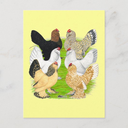 D'Uccles 6 Hens Postkarte (Vorderseite)