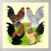 D'Uccles Four Roosters Poster (Vorne)