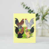D'Uccles Four Roosters Postkarte (Stehend Vorderseite)