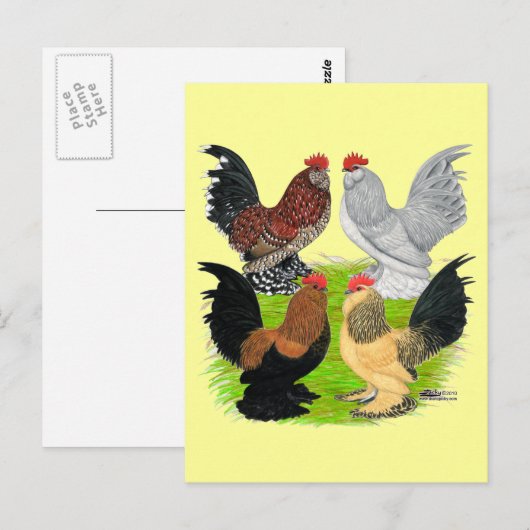 D'Uccles Four Roosters Postkarte (Vorne/Hinten)