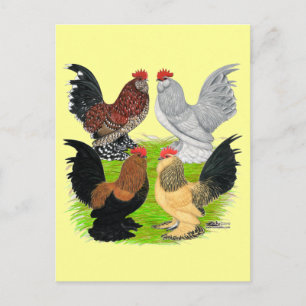 D'Uccles Four Roosters Postkarte