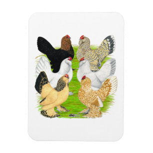 D'Uccles sechs Hennen Magnet