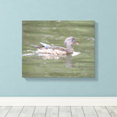 Duck am Canvas-See Print Leinwanddruck (Insitu (Holzboden))