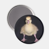 Duck Attitude Magnet (Vorderseite/Rückseite)