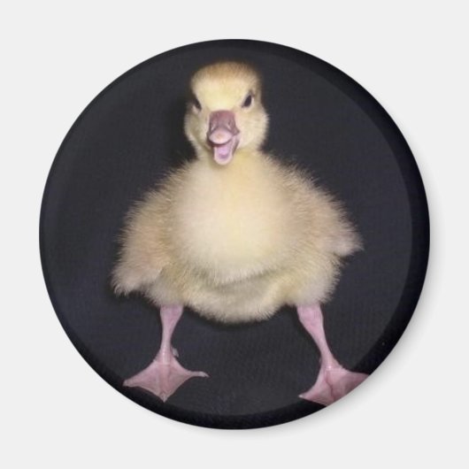 Duck Attitude Magnet (Vorne)
