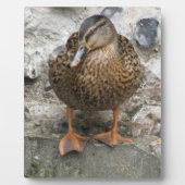 Duck auf der Wall Plaque Fotoplatte (Vorderseite)