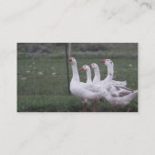 Duck Business Cards Visitenkarte (Rückseite)