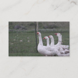 Duck Business Cards Visitenkarte