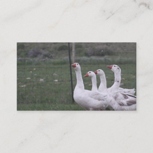 Duck Business Cards Visitenkarte (Vorderseite)