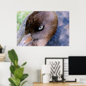 Duck Closeup Print Poster (Heimbüro)