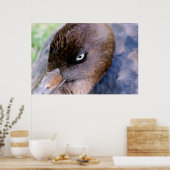 Duck Closeup Print Poster (Küche)