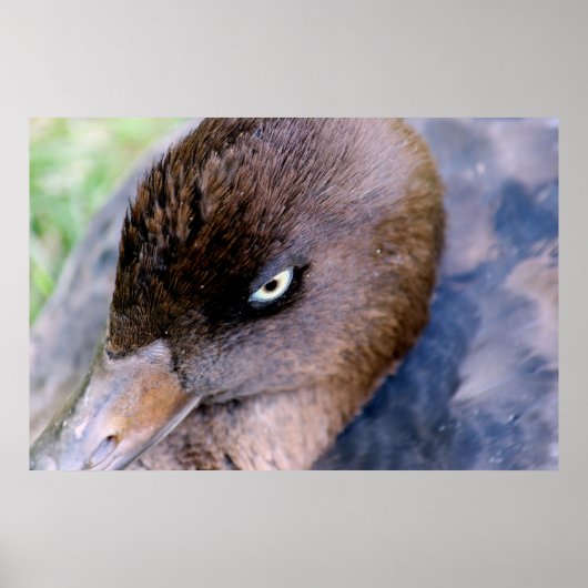 Duck Closeup Print Poster (Vorne)