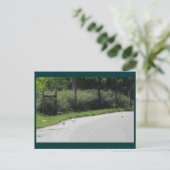 Duck Crossing Postkarte (Stehend Vorderseite)