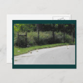 Duck Crossing Postkarte (Vorne/Hinten)