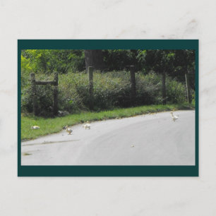 Duck Crossing Postkarte