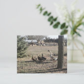 Duck Duck Goose Postkarte (Stehend Vorderseite)