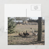 Duck Duck Goose Postkarte (Vorne/Hinten)