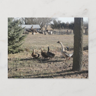 Duck Duck Goose Postkarte