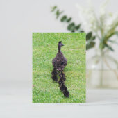 Duck-Familie Postkarte (Stehend Vorderseite)