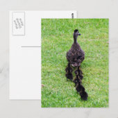 Duck-Familie Postkarte (Vorne/Hinten)