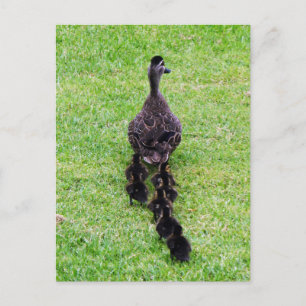 Duck-Familie Postkarte