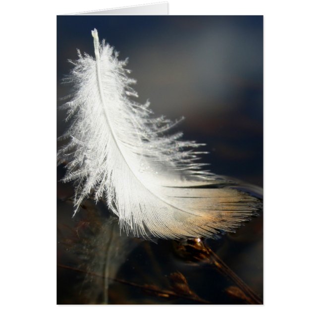 Duck Feather (Vorne)