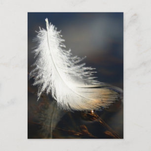 Duck Feather Postkarte