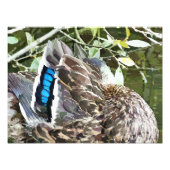 DUCK FEATHERS FOTODRUCK (Vorne)