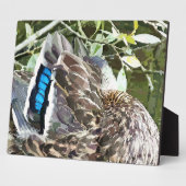 DUCK FEATHERS FOTOPLATTE (Seite)