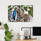 DUCK FEATHERS POSTER (Heimbüro)