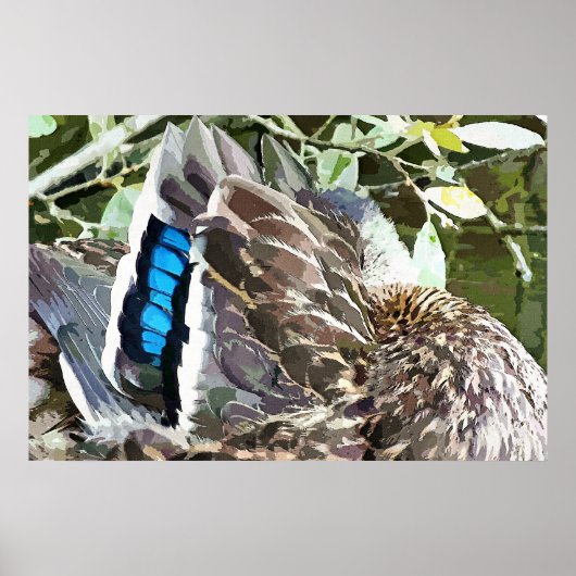 DUCK FEATHERS POSTER (Vorne)