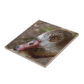 Duck Fliese (Seite)
