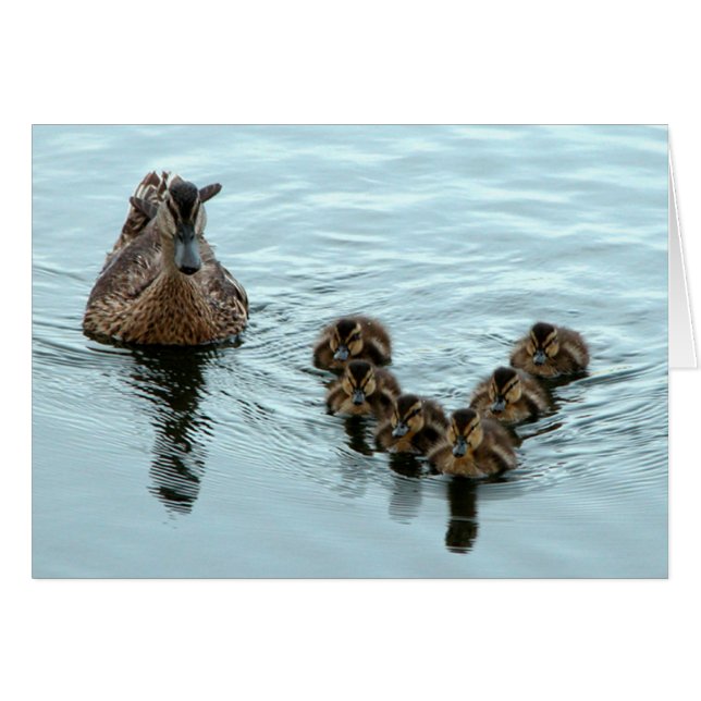 Duck Formation (Vorderseite (Horizontal))
