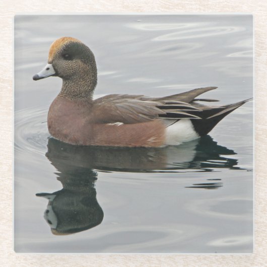 Duck Foto Male Wigeon Calm Water Reflection Glasuntersetzer (Vorderseite)