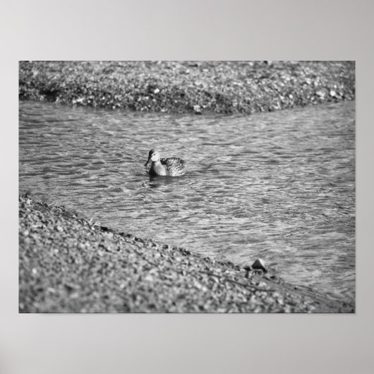 Duck Foto Poster (Vorne)