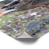 Duck Foto Poster (Ecke)