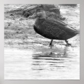 Duck Foto Poster (Vorne)