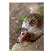 Duck Fotodruck (Vorne)