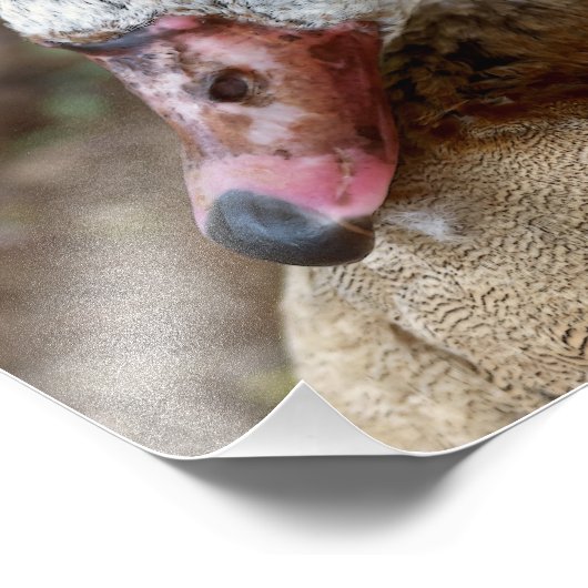 Duck Fotodruck (Ecke)